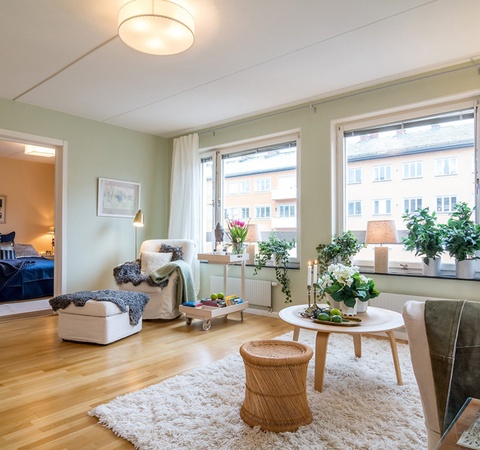 家居风水金钱树